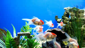 金魚在裝飾有植物和岩石的水族箱中游動。 — 水下 壁紙