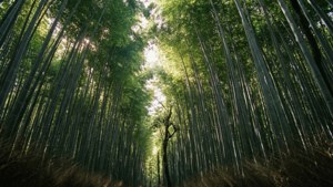 高聳的竹莖，陽光穿過綠色樹冠。 — 日本 壁紙