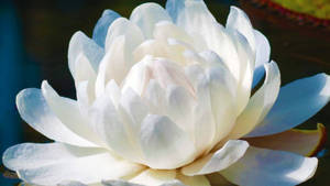 一朵白睡蓮漂浮在池塘上，柔和陽光突顯其花瓣。