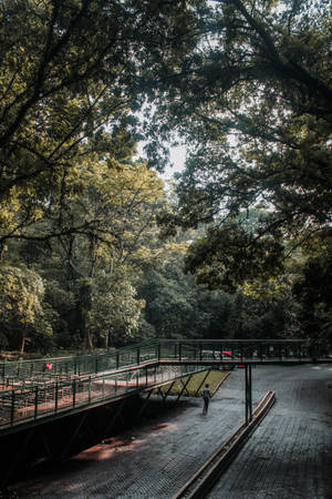 人在森林樹冠下的陰涼磚徑上行走，旁邊有一座綠色金屬橋。 — 森林景色 壁紙