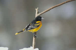 冬天裡，一隻明亮的黃黑鳥兒棲息在積雪的樹枝上。