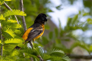 黑橙色鳥企喺綠色樹枝上