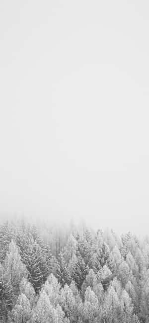 白雪覆蓋的常綠樹在寂靜的冬季森林中從霧中升起。