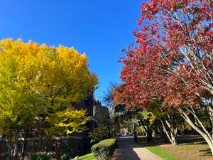 秋日校園步道，兩旁是紅色和黃色的樹木，在清澈的藍天下。 — 樹 壁紙