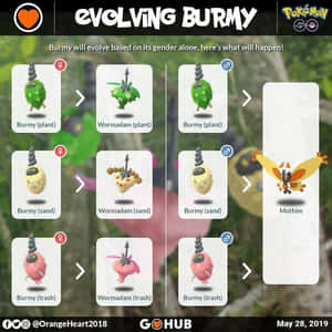 Pokémon GO 資訊圖表，詳細說明結草兒基於性別和環境的進化。