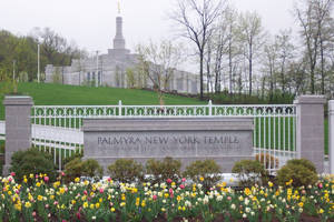 Palmyra New York Temple 被盛開的水仙花和綠樹環繞在山丘上。 — 廟宇 壁紙
