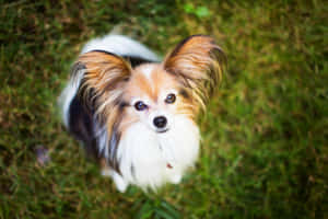 一隻大耳朵蝴蝶犬從草地上仰望 — 狗 壁紙