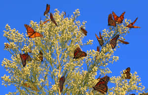monarch 蝴蝶在晴朗藍天下停留在黃色花朵上。 — 蝴蝶 壁紙
