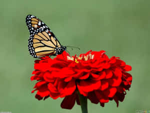monarch 蝴蝶在日光下停歇在鮮紅色的百日菊上。 — 美麗蝴蝶 壁紙