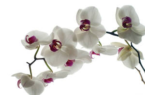 白色蘭花，紫色中心，深色莖，白色背景