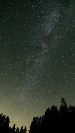 夜間黑暗松樹上方的銀河系 — 天空景觀 壁紙