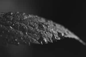 黑白濕葉子帶水滴的特寫。