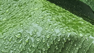 綠葉表面上的雨滴特寫 — 香蕉葉 壁紙