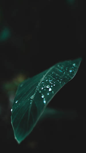 一片深綠色葉子，帶有水珠，襯以黑色背景。