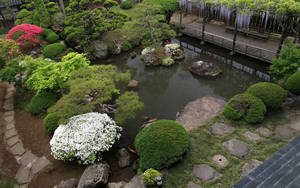 日本花園池塘，有錦鯉和修剪整齊的灌木