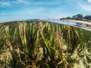 水下海草，水面之上可見沙灘和天空。 — 植物 壁紙