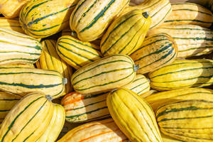 一堆黃綠條紋的 delicata 南瓜，在明亮的陽光下。
