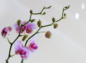 粉紅色蘭花花朵和花蕾在綠色莖上，襯托明亮的白色背景。