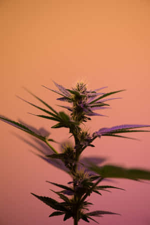 一株帶有紫色葉片和花蕾的大麻植物，以溫暖的日落漸變背景為襯托。