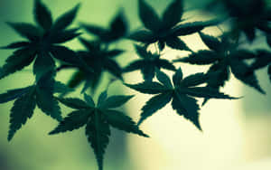 楓葉剪影在柔和綠黃背景上。 — 食草 壁紙