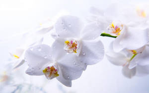 白色蘭花，花瓣上有水滴，在柔和光線中。