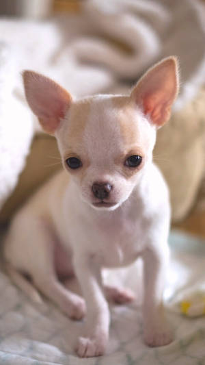 一隻細小嘅奶油色芝娃娃幼犬坐喺毯上，有大嘅深色眼睛。