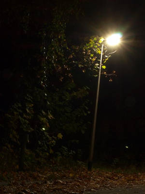 街燈照亮夜晚的落葉和樹木。 — 深色iPhone壁紙