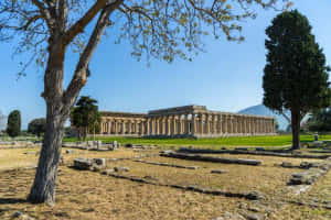 晴朗藍天下，帶有石柱和樹木的古老寺廟遺跡。 — 建築 壁紙