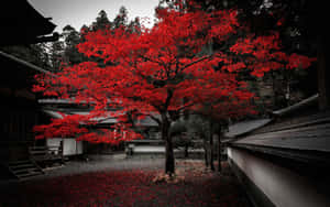 傳統日本寺廟庭院中的一棵鮮紅楓樹與落葉。