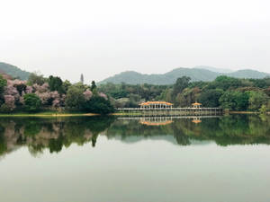陰天下，櫻花樹與山巒倒影的寧靜湖泊。 — 湖景 壁紙
