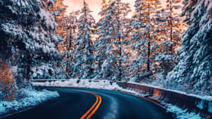 日落時分，積雪的森林小路蜿蜒穿過松樹。 — 道路 壁紙