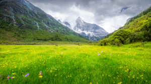 在多雲的天空下，茂盛的綠色草地上的野花通往雪山。 — 2560x1440 壁紙