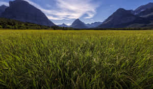 藍天下，遠處山巒與茂密綠草地。 — 美景 壁紙