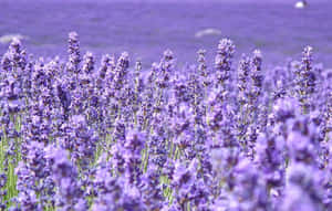 一片在陽光中搖曳的紫色薰衣草花田。 — 紫色花朵 壁紙