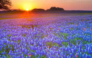 夕陽映照藍帽花田，遠方有樹木剪影。 — 向日葵田 壁紙