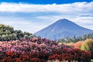 藍天下以富士山為背景盛開的花朵