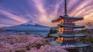 寶塔被櫻花環繞，背景是富士山，日落時分。 — 日本 壁紙