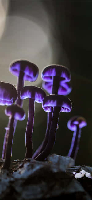 在深色森林苔蘚中生長的一簇發光紫色蘑菇。