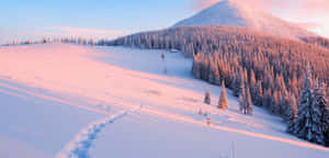 白雪覆蓋的山坡，日出時腳印穿過森林。