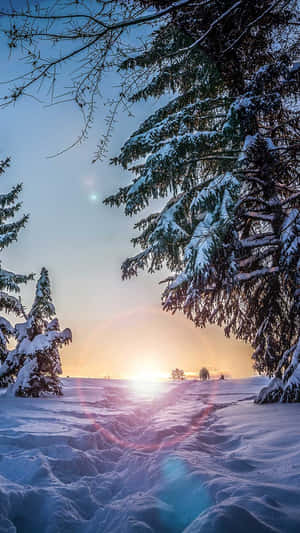 積雪的松樹框住了寂靜冬日森林中閃耀的夕陽。