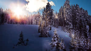 陽光穿過雲層，照耀在白雪皚皚的松樹林上。 — 冬天桌面 壁紙