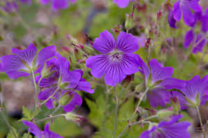 花園中紫色天竺葵花朵、綠色莖幹和花蕾的特寫。 — 紫色花朵 壁紙