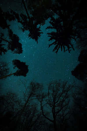 夜間透過深色樹木剪影看到的滿天星斗的青綠色天空。