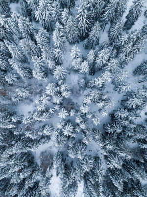 從上方看到的茂密冬季森林中積雪的松樹。 — iPad Pro 壁紙