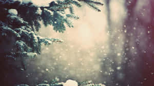 被雪覆蓋的松樹枝條，雪花飄落，背景溫暖發光。