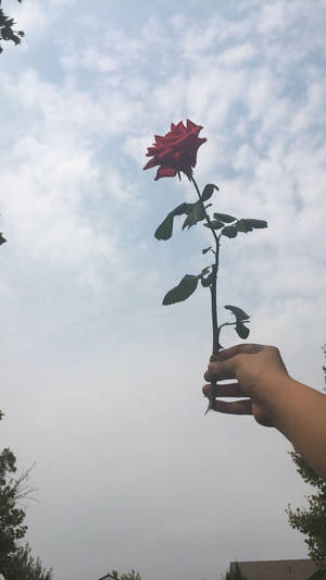 手拎住紅玫瑰，背景係多雲嘅天空同樹。