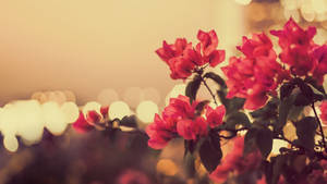 粉紅色九重葛花朵，背景是黃昏時模糊的城市燈光。 — 紅色美學 壁紙
