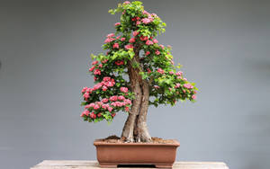 一棵開花的盆景樹在陶盆中，放在木桌上。 — 植物 壁紙