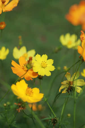 花園中帶有綠色莖幹的黃色和橙色波斯菊。