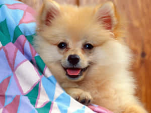 毛茸茸淺棕色博美犬幼犬在彩色毯子上微笑。